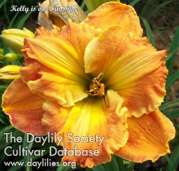 Daylily Kelly is Our Sunshine